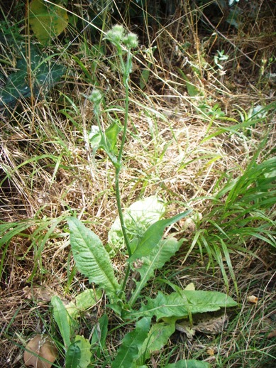 Crepis setosa / Radicchiella cotonosa